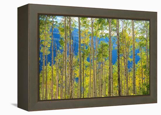 Green Yellow Aspen Trees-duallogic-Framed Premier Image Canvas