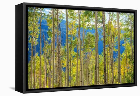 Green Yellow Aspen Trees-duallogic-Framed Premier Image Canvas