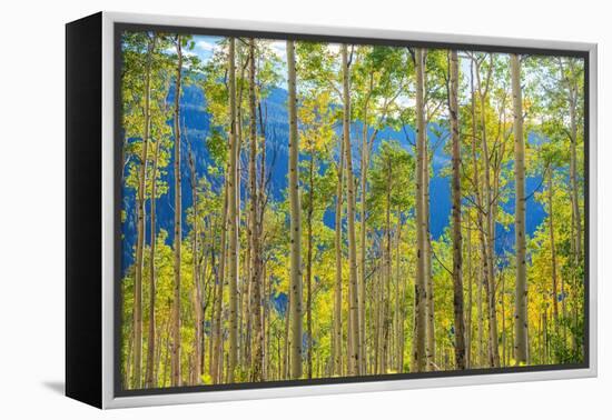 Green Yellow Aspen Trees-duallogic-Framed Premier Image Canvas