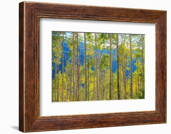 Green Yellow Aspen Trees-duallogic-Framed Photographic Print