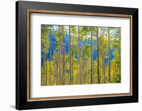 Green Yellow Aspen Trees-duallogic-Framed Photographic Print