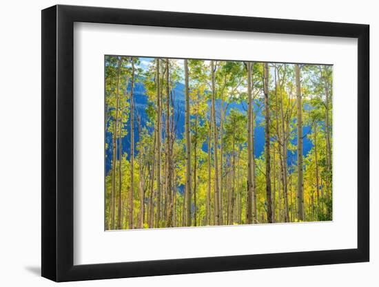 Green Yellow Aspen Trees-duallogic-Framed Photographic Print