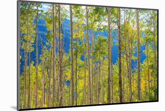 Green Yellow Aspen Trees-duallogic-Mounted Photographic Print