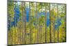 Green Yellow Aspen Trees-duallogic-Mounted Photographic Print