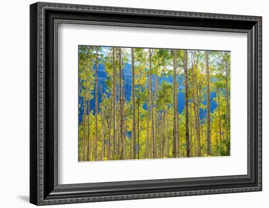 Green Yellow Aspen Trees-duallogic-Framed Photographic Print