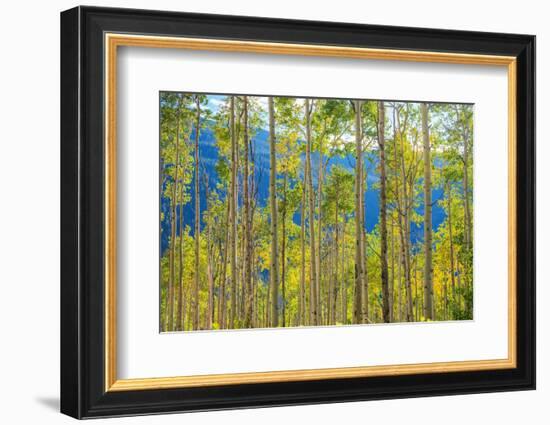 Green Yellow Aspen Trees-duallogic-Framed Photographic Print