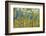 Green Yellow Aspen Trees-duallogic-Framed Photographic Print