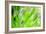 Green-Ursula Abresch-Framed Photographic Print