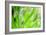 Green-Ursula Abresch-Framed Photographic Print