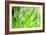 Green-Ursula Abresch-Framed Photographic Print