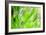 Green-Ursula Abresch-Framed Photographic Print