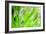 Green-Ursula Abresch-Framed Photographic Print