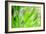 Green-Ursula Abresch-Framed Photographic Print