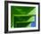 Green-Jeroen Van-Framed Photographic Print