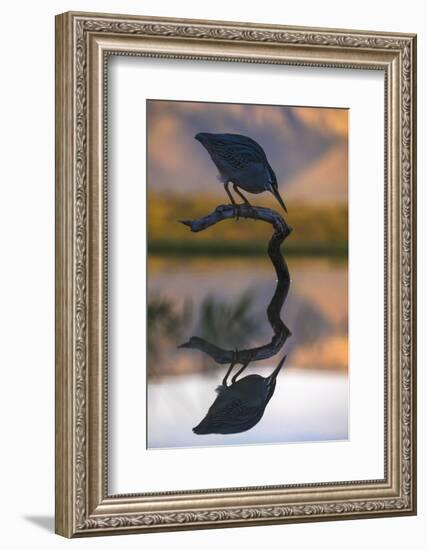 Greenbacked (striated) heron (Butorides striatus), Zimanga private game reserve, KwaZulu-Natal-Ann and Steve Toon-Framed Photographic Print