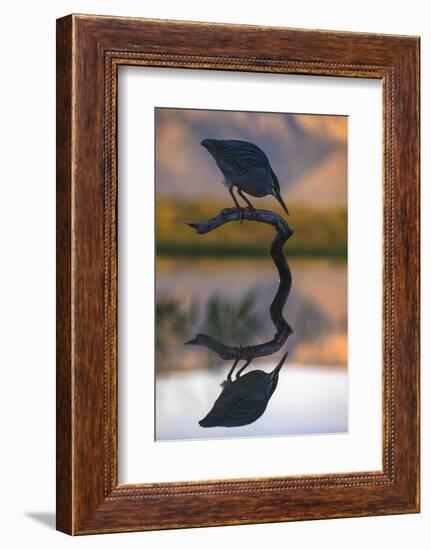 Greenbacked (striated) heron (Butorides striatus), Zimanga private game reserve, KwaZulu-Natal-Ann and Steve Toon-Framed Photographic Print