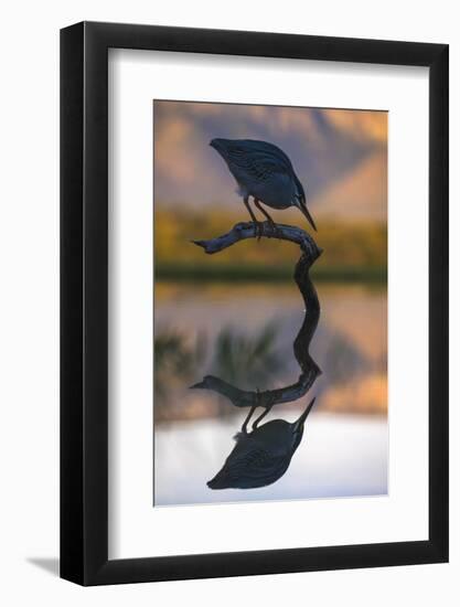 Greenbacked (striated) heron (Butorides striatus), Zimanga private game reserve, KwaZulu-Natal-Ann and Steve Toon-Framed Photographic Print