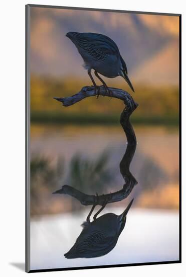 Greenbacked (striated) heron (Butorides striatus), Zimanga private game reserve, KwaZulu-Natal-Ann and Steve Toon-Mounted Photographic Print