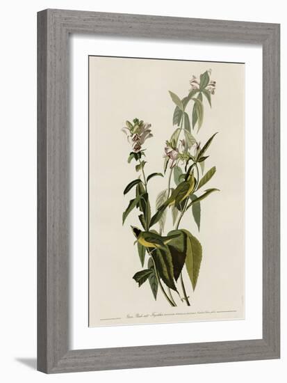 Greenblack-Capt Flycatcher-null-Framed Giclee Print