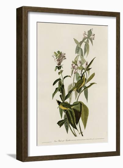 Greenblack-Capt Flycatcher-null-Framed Giclee Print