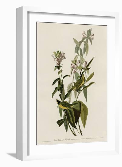 Greenblack-Capt Flycatcher-null-Framed Giclee Print