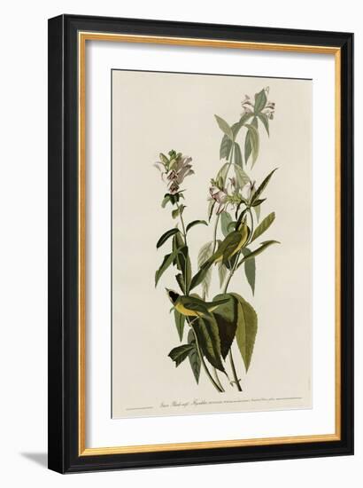 Greenblack-Capt Flycatcher-null-Framed Giclee Print