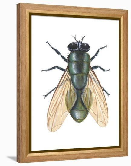 Greenbottle Fly (Lucilia Caesar), Insects-Encyclopaedia Britannica-Framed Stretched Canvas