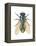 Greenbottle Fly (Lucilia Caesar), Insects-Encyclopaedia Britannica-Framed Stretched Canvas