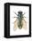 Greenbottle Fly (Lucilia Caesar), Insects-Encyclopaedia Britannica-Framed Stretched Canvas