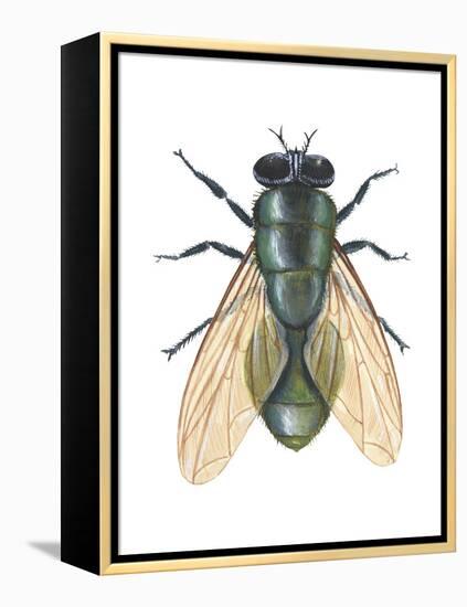 Greenbottle Fly (Lucilia Caesar), Insects-Encyclopaedia Britannica-Framed Stretched Canvas