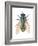 Greenbottle Fly (Lucilia Caesar), Insects-Encyclopaedia Britannica-Framed Art Print