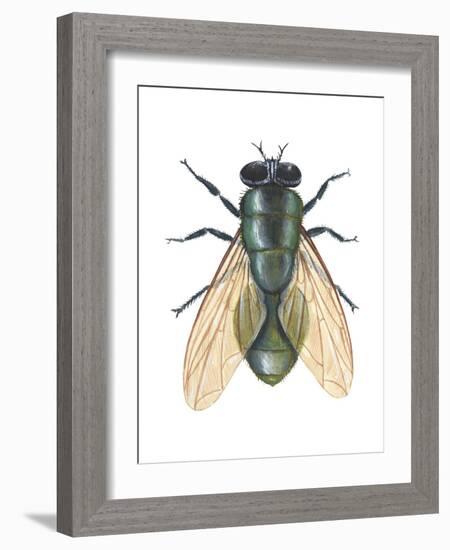 Greenbottle Fly (Lucilia Caesar), Insects-Encyclopaedia Britannica-Framed Art Print