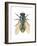 Greenbottle Fly (Lucilia Caesar), Insects-Encyclopaedia Britannica-Framed Art Print