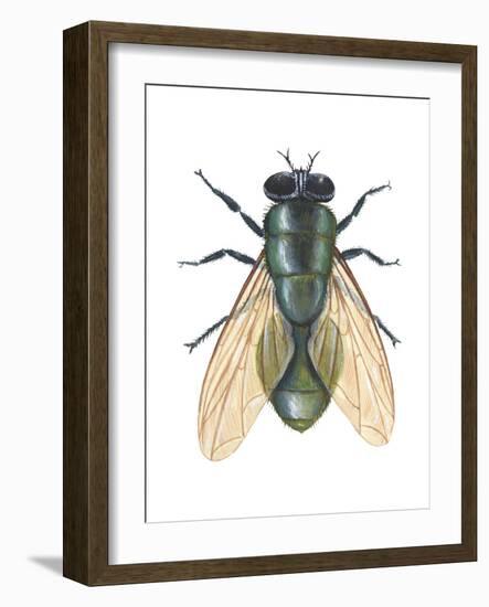 Greenbottle Fly (Lucilia Caesar), Insects-Encyclopaedia Britannica-Framed Art Print