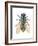 Greenbottle Fly (Lucilia Caesar), Insects-Encyclopaedia Britannica-Framed Art Print