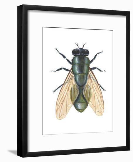 Greenbottle Fly (Lucilia Caesar), Insects-Encyclopaedia Britannica-Framed Art Print