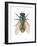 Greenbottle Fly (Lucilia Caesar), Insects-Encyclopaedia Britannica-Framed Art Print