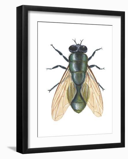 Greenbottle Fly (Lucilia Caesar), Insects-Encyclopaedia Britannica-Framed Art Print