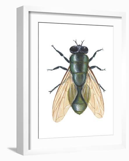 Greenbottle Fly (Lucilia Caesar), Insects-Encyclopaedia Britannica-Framed Art Print