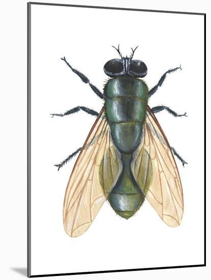 Greenbottle Fly (Lucilia Caesar), Insects-Encyclopaedia Britannica-Mounted Art Print