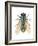 Greenbottle Fly (Lucilia Caesar), Insects-Encyclopaedia Britannica-Framed Art Print