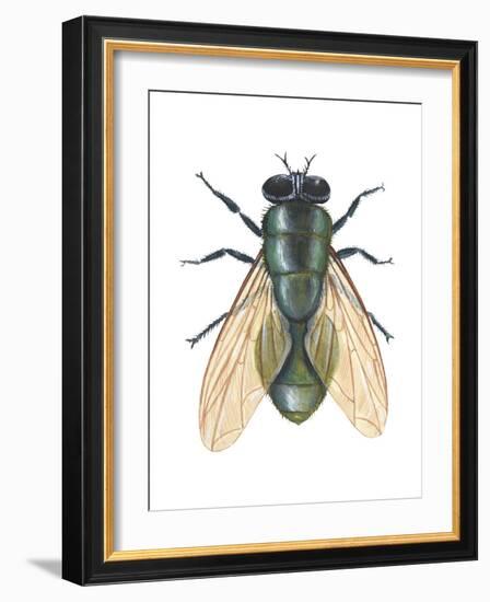 Greenbottle Fly (Lucilia Caesar), Insects-Encyclopaedia Britannica-Framed Art Print