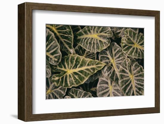 Greenery Abounds-Aledanda-Framed Photographic Print