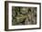 Greenery Abounds-Aledanda-Framed Photographic Print