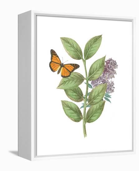 Greenery Butterflies III-Wild Apple Portfolio-Framed Stretched Canvas