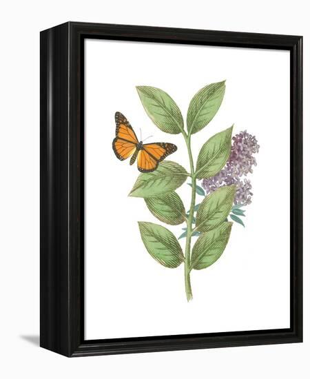 Greenery Butterflies III-Wild Apple Portfolio-Framed Stretched Canvas