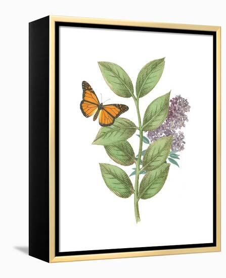 Greenery Butterflies III-Wild Apple Portfolio-Framed Stretched Canvas