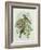 Greenfinch, 1873-John Gould-Framed Giclee Print