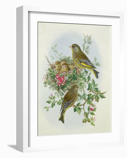 Greenfinch, 1873-John Gould-Framed Giclee Print