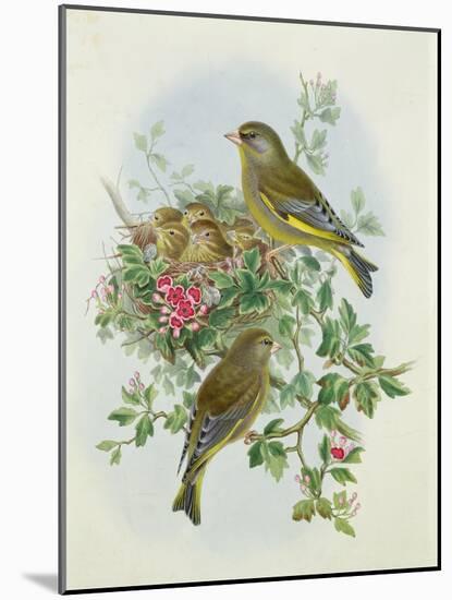 Greenfinch, 1873-John Gould-Mounted Giclee Print